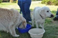 phoca_thumb_l_ama-deum-8.07.2013_5