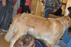phoca_thumb_l_bechatw-18102011_013
