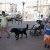 phoca_thumb_s_img_2437