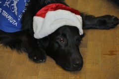 phoca_thumb_l_gwiazdka-mbank-2013-7