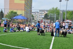 phoca_thumb_l_plantowa-17.05.2013_005