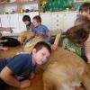 phoca_thumb_m_dogoterapia-przedszkole-specjalne-nr-1_005