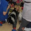 phoca_thumb_m_dogoterapia-025