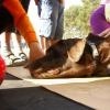 phoca_thumb_m_festyn-w-wolborzu_04